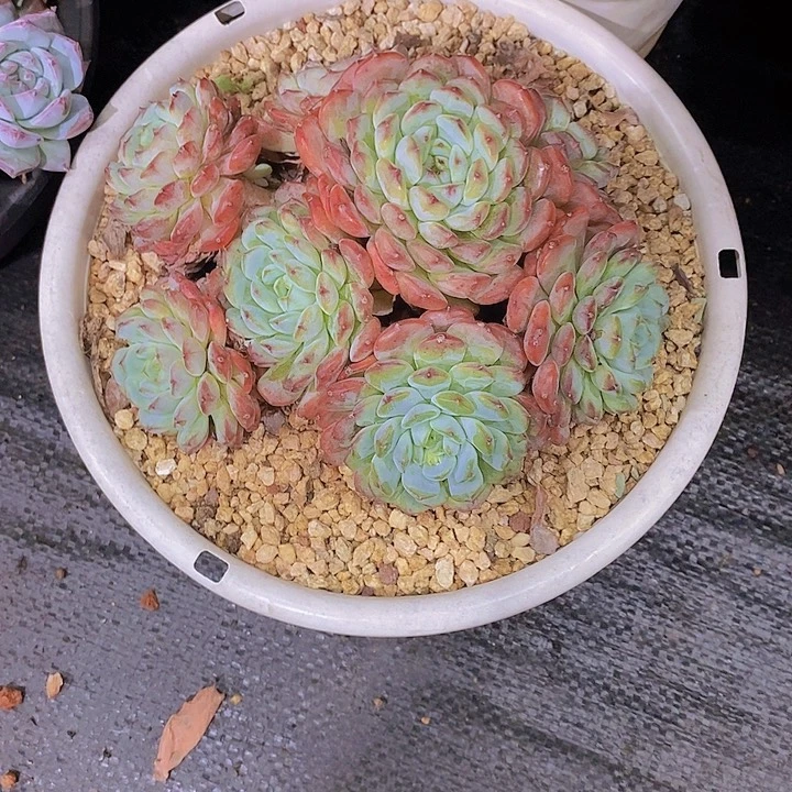戒***初白胖子多肉植物群