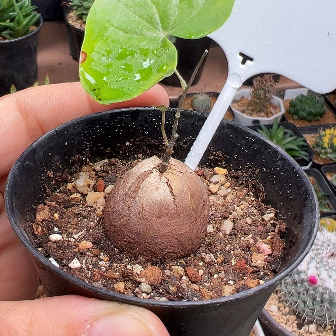 221号南非龟甲龙2.7cm