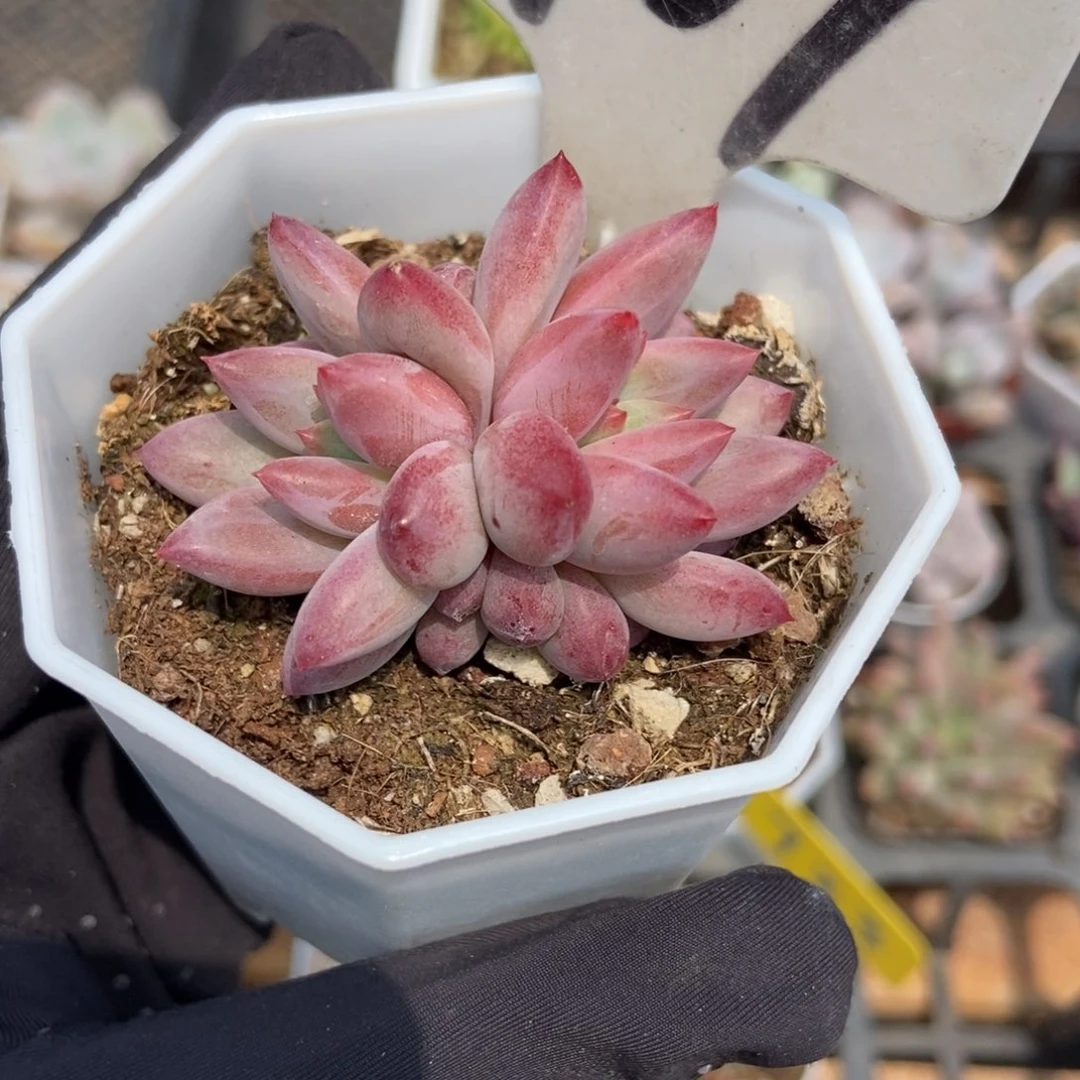 907金鱼姬多肉植物保护