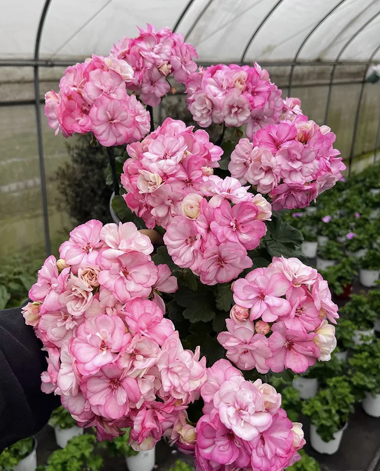 新品种花样年华天竺葵(花期长 带花苞发货)庭院阳台开花植物