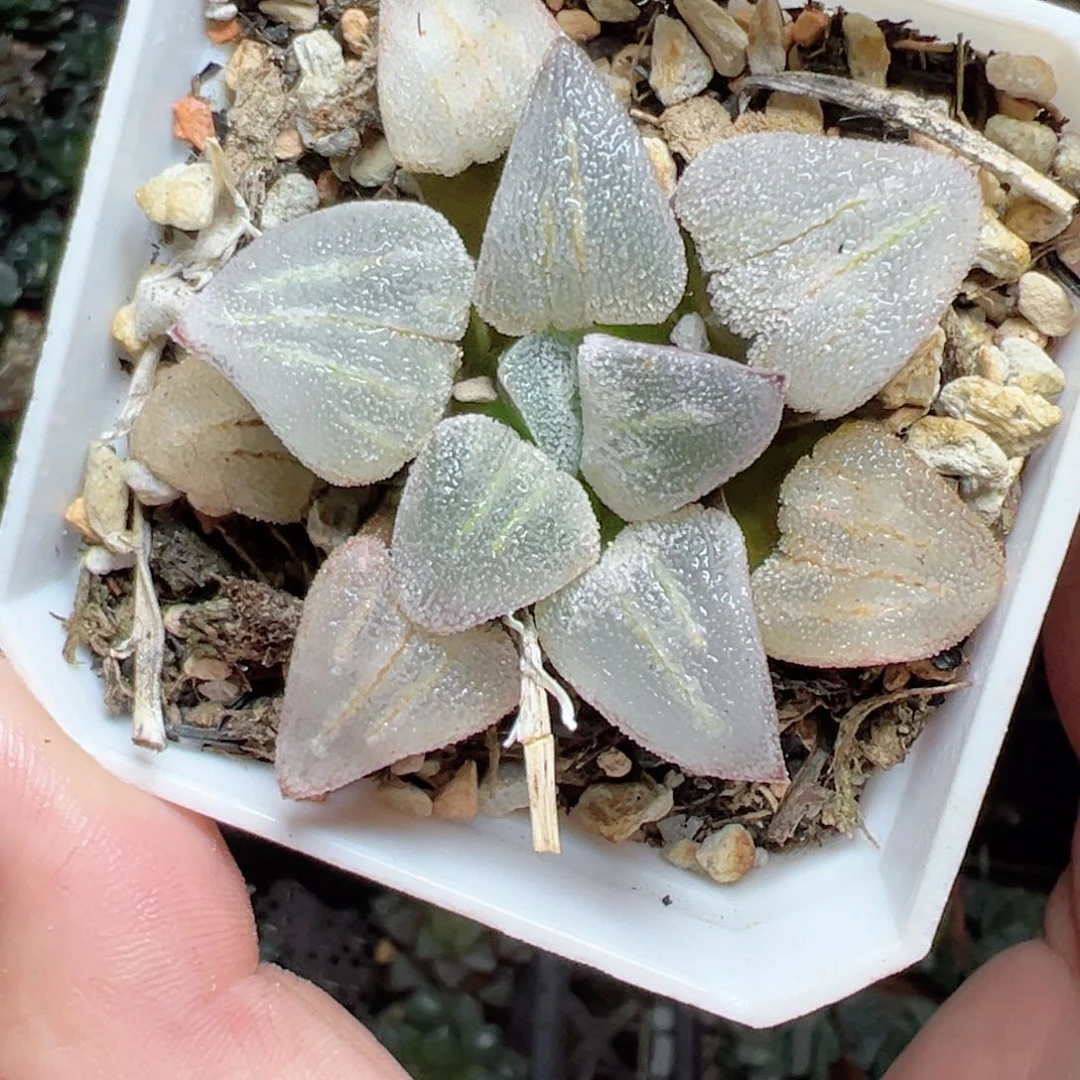 1**71568多肉植物，
