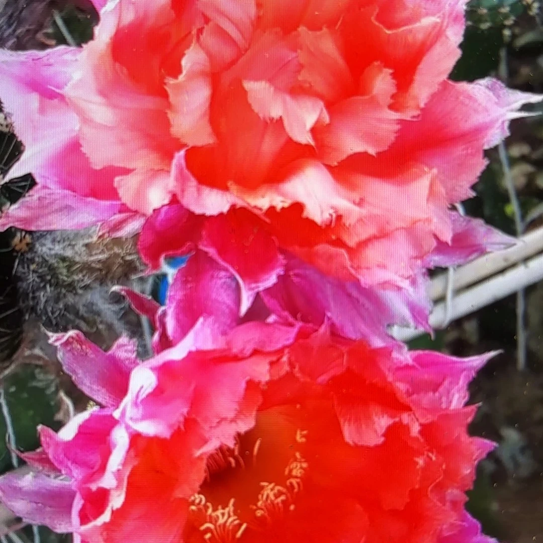 047彩侧牙20包邮仙人球30