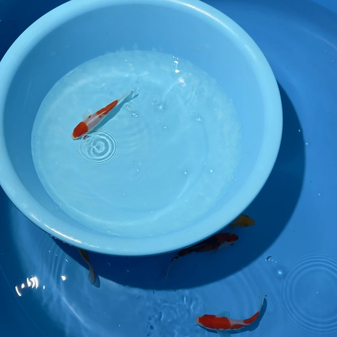 愛***光海水鱼板井精品盆拍鱼