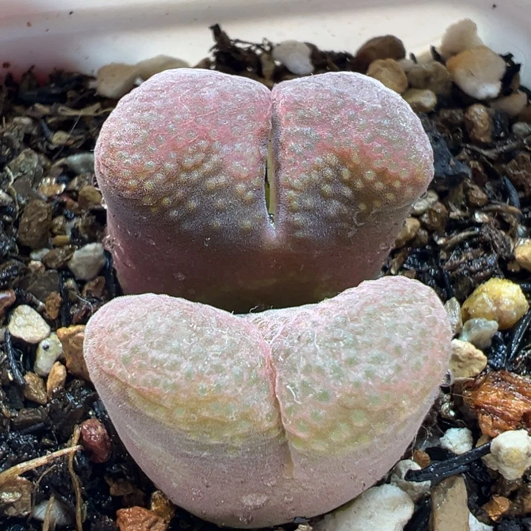 086多肉植物种类多样
