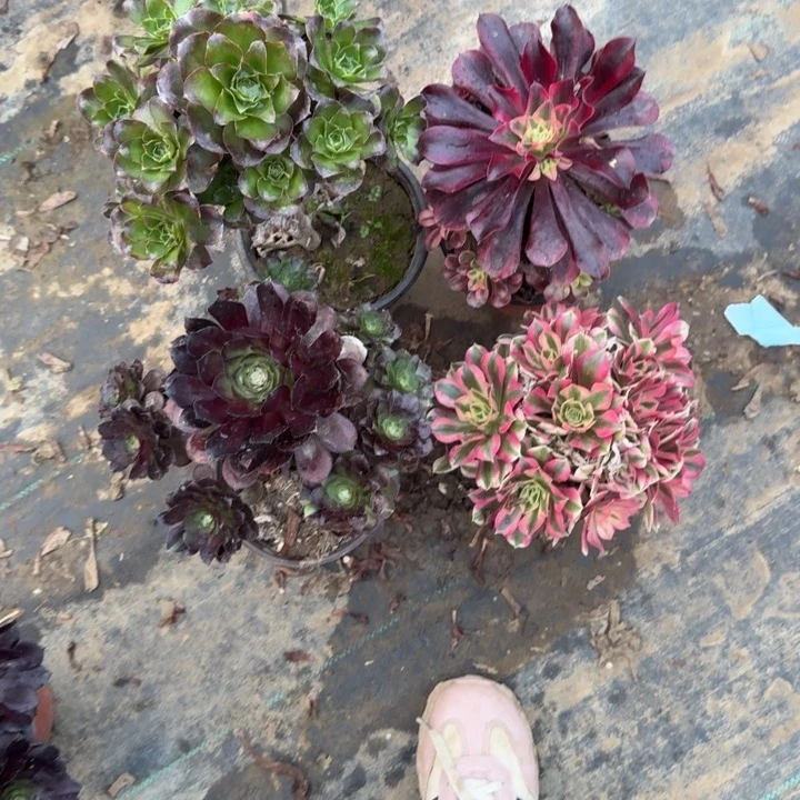 一单包邮不包侧枝99