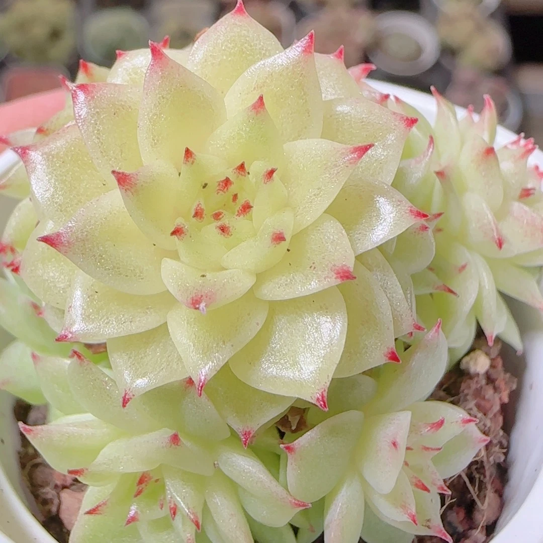 花语逸镜1107-370散