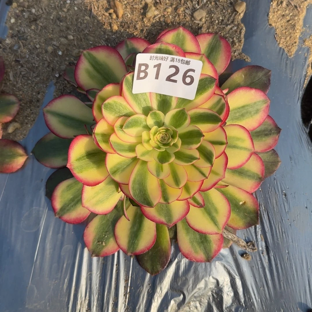 豆*126荔枝多肉植物