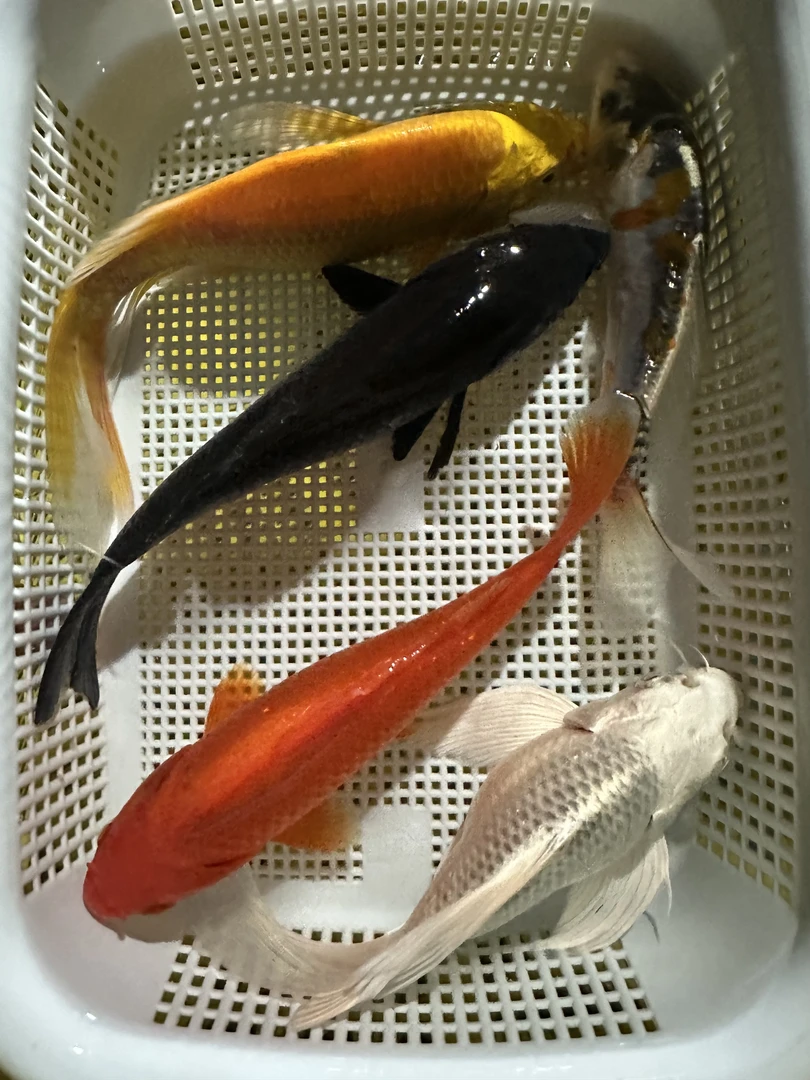 【10-12厘米1黄1黑1白红草1德系共5条】精品锦鲤鱼冷水淡水好养耐活