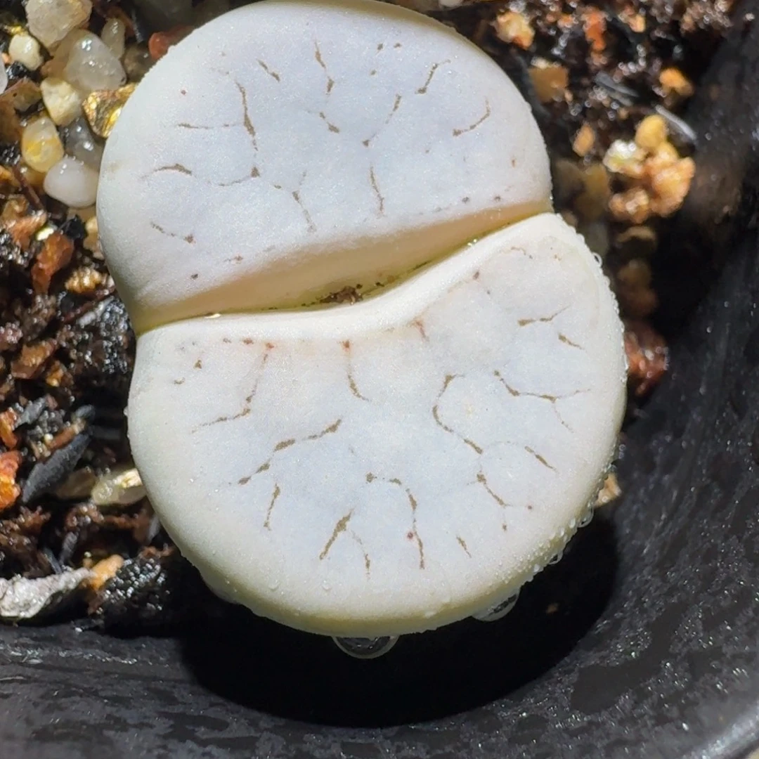 板娘有好屁屁。572