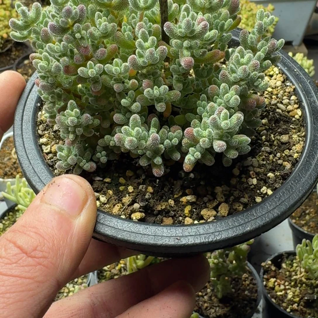 一**一冰晶 多肉植物枝干