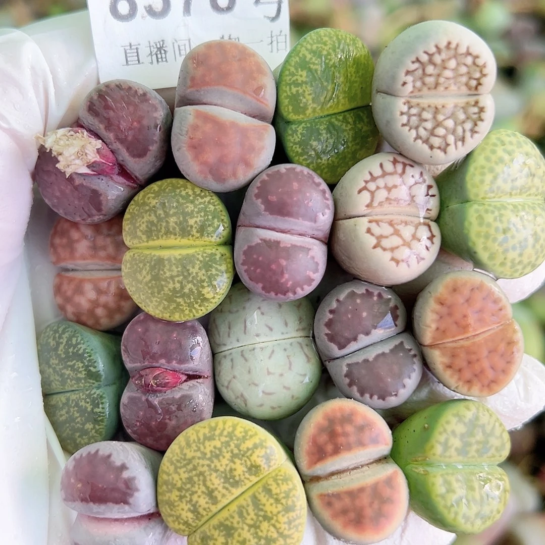 8378 好养易活生石花大母本18个