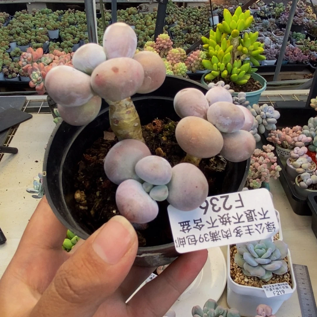 236芭比奶多肉7c m