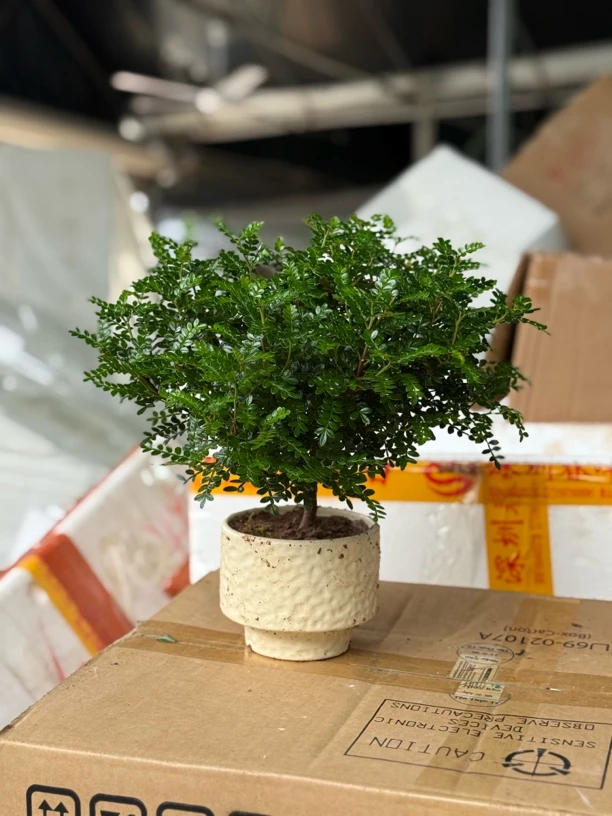 大盆胡椒木室内客厅盆栽花卉好养桌面绿植盆景