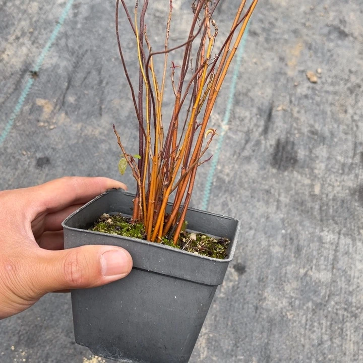 有****山野草盆栽