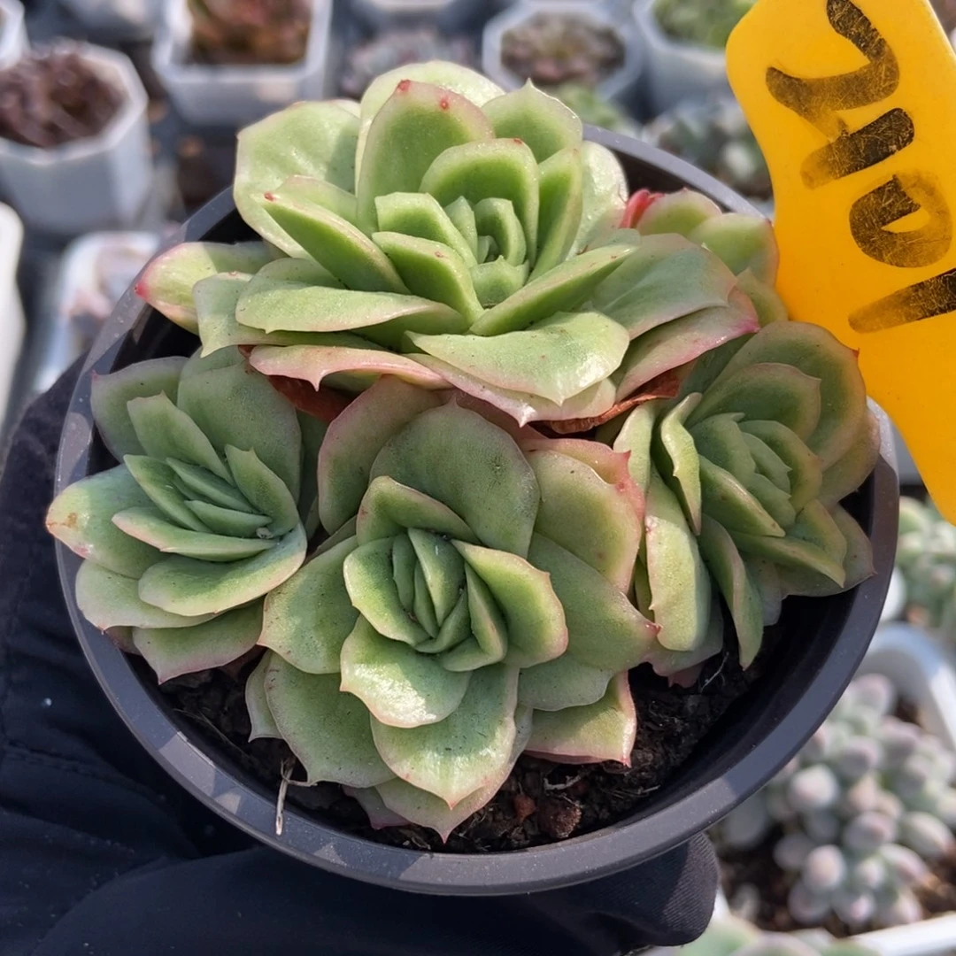 2101冰玫瑰锦多肉植物