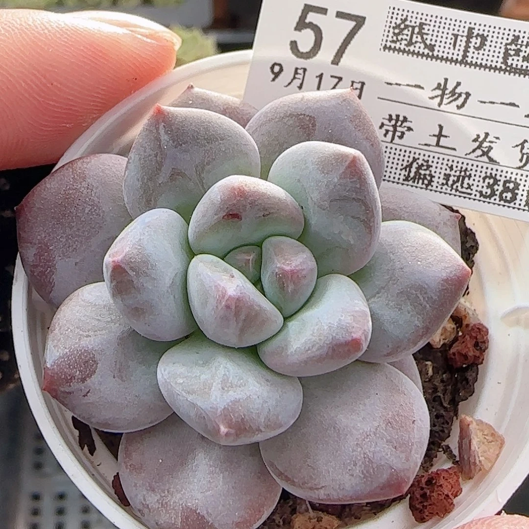 多肉0917--57龙纹麟