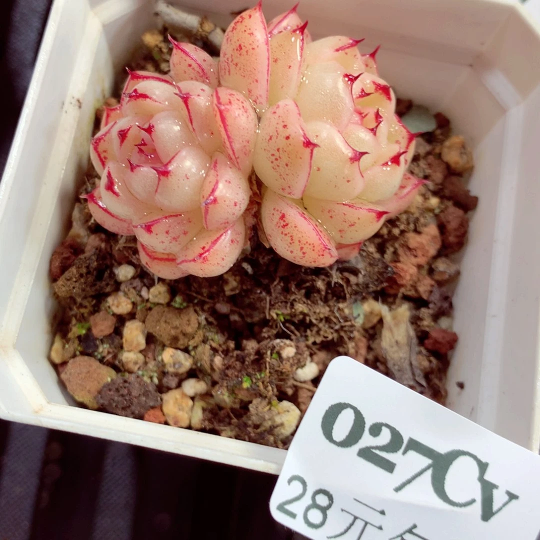 5厘米盆精控多肉026