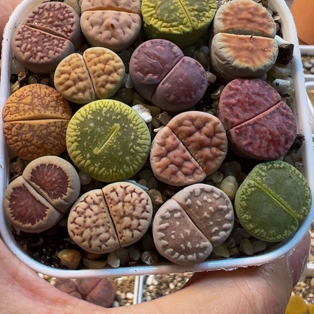好好母本组合带盆多肉