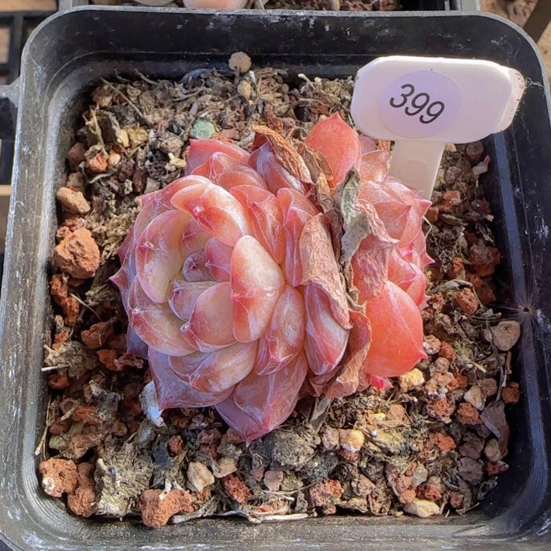 星*草莓冰魄一颗优选