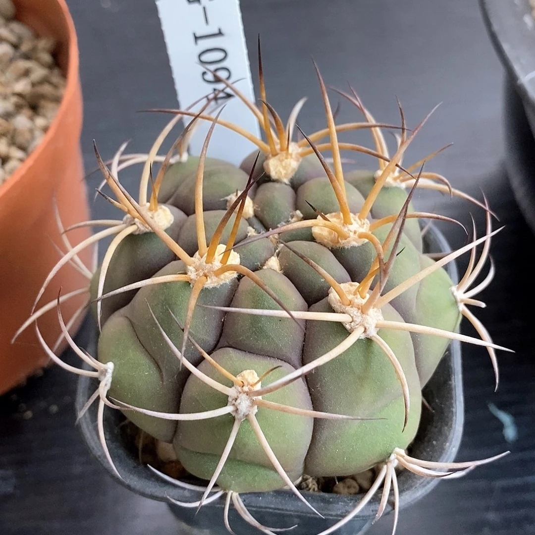 G1094花油专拍仙人球开花