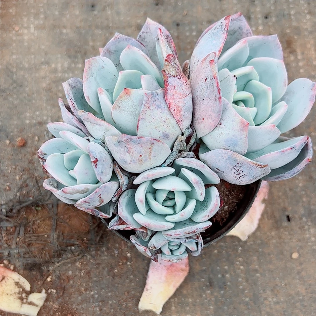 蓝***85头凤橙，一物一拍