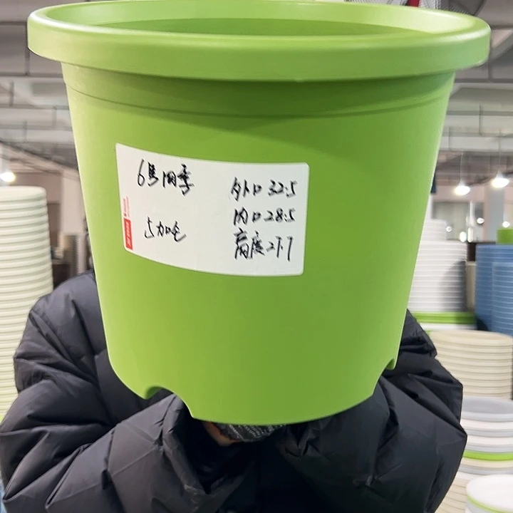 特价6号四季口32.5高27.7果绿带托4只