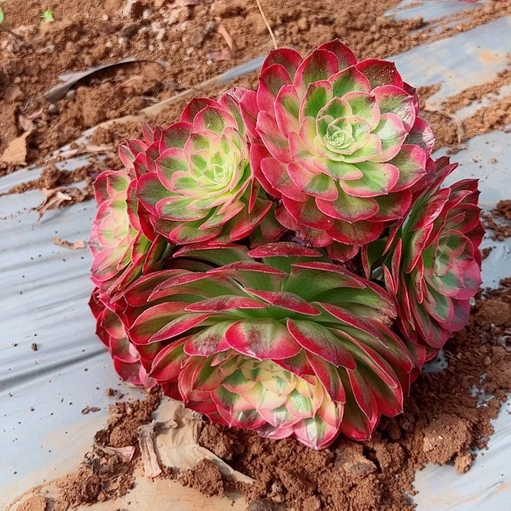海鲜多肉植物大战僵尸