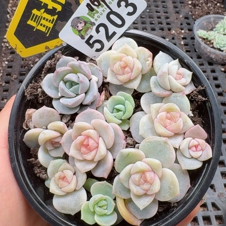 多肉植物多肉植物