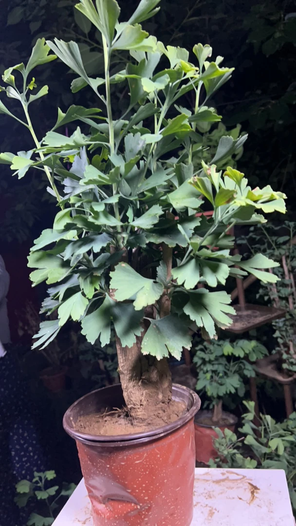 独本丛生小矮霸银杏老桩可作室内阳台绿植盆栽