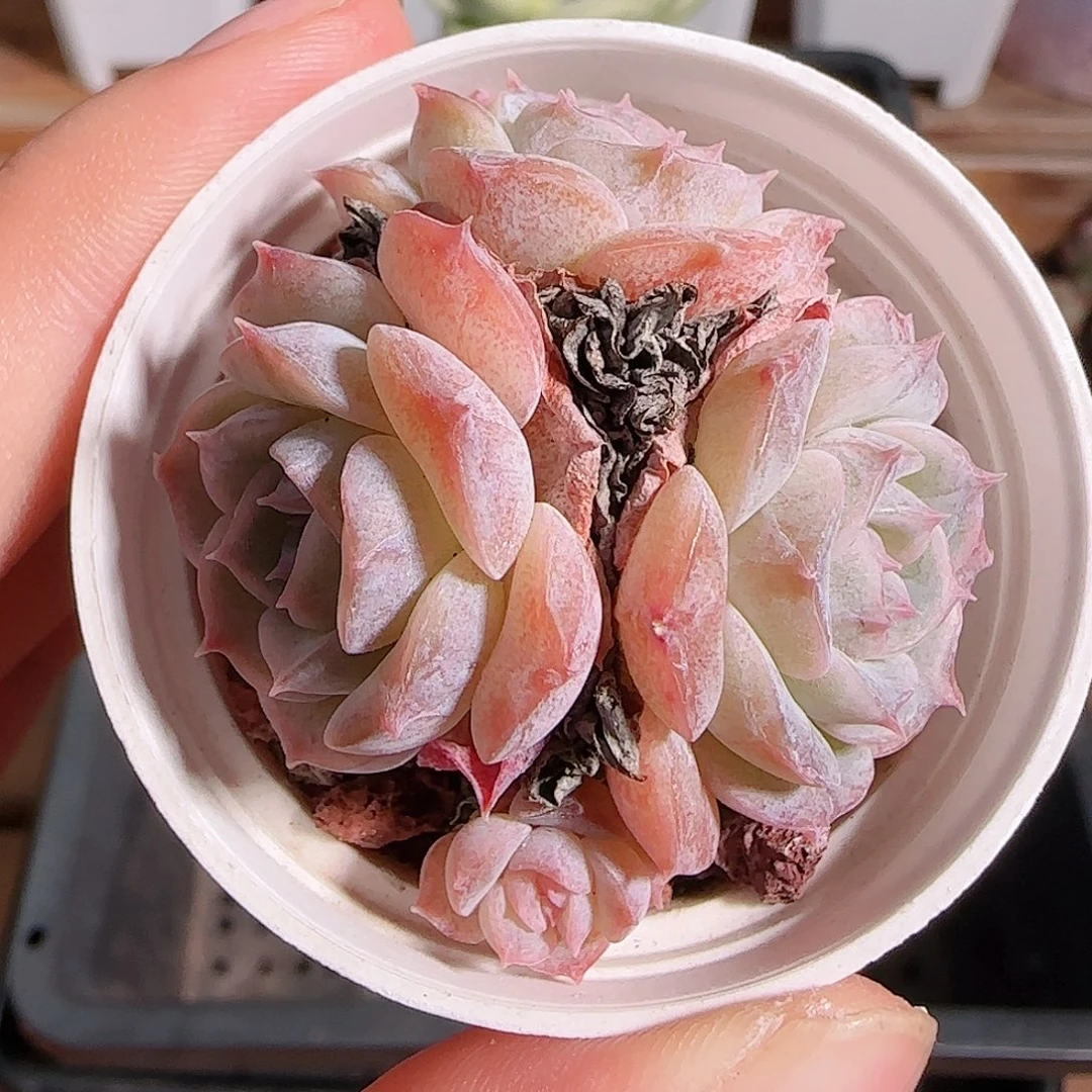 1106--106纯爱纯爱