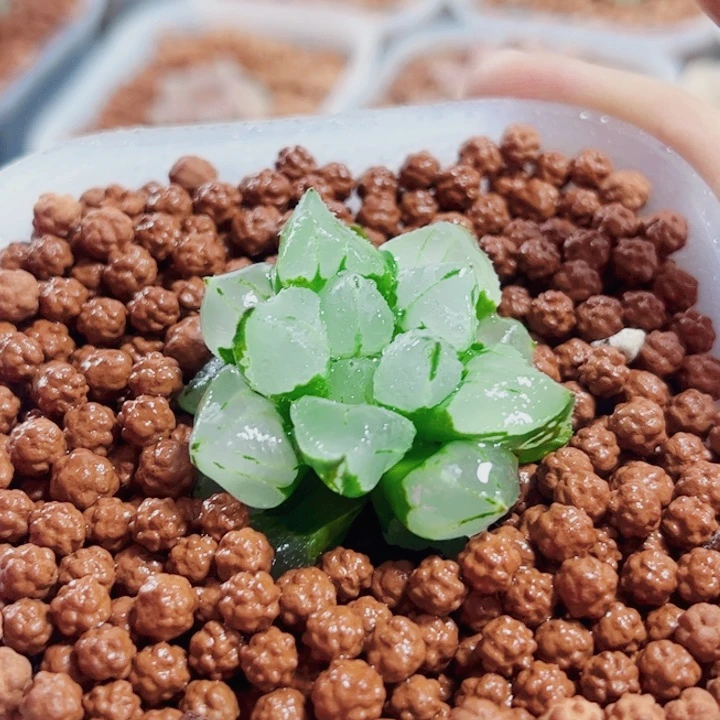 食*十二卷 圣诞蜡烛