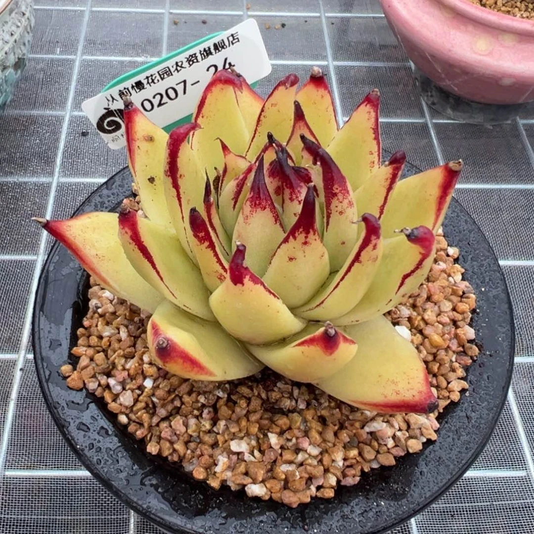 从前慢多肉精选编号0207.24