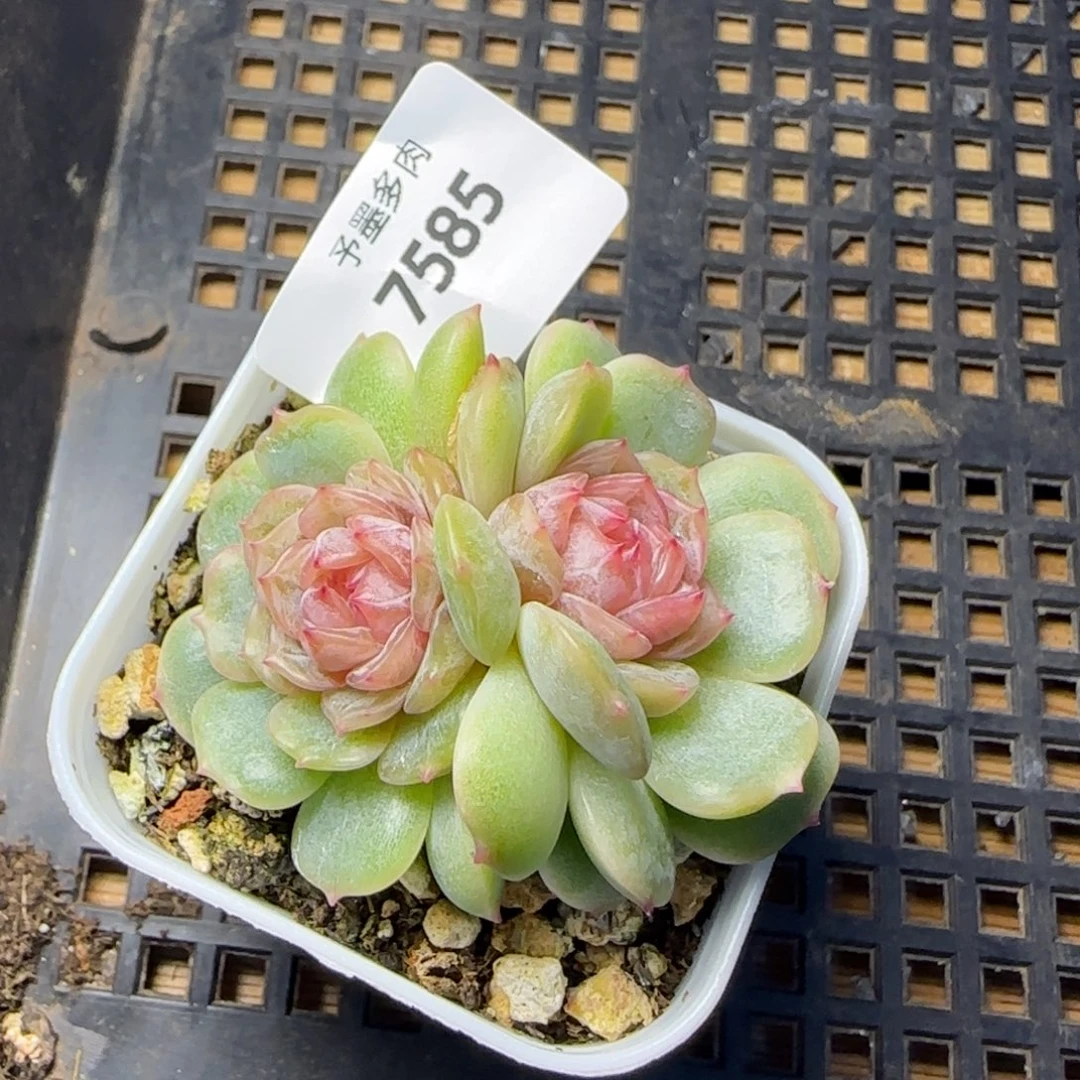 梦奇，7585多肉植物