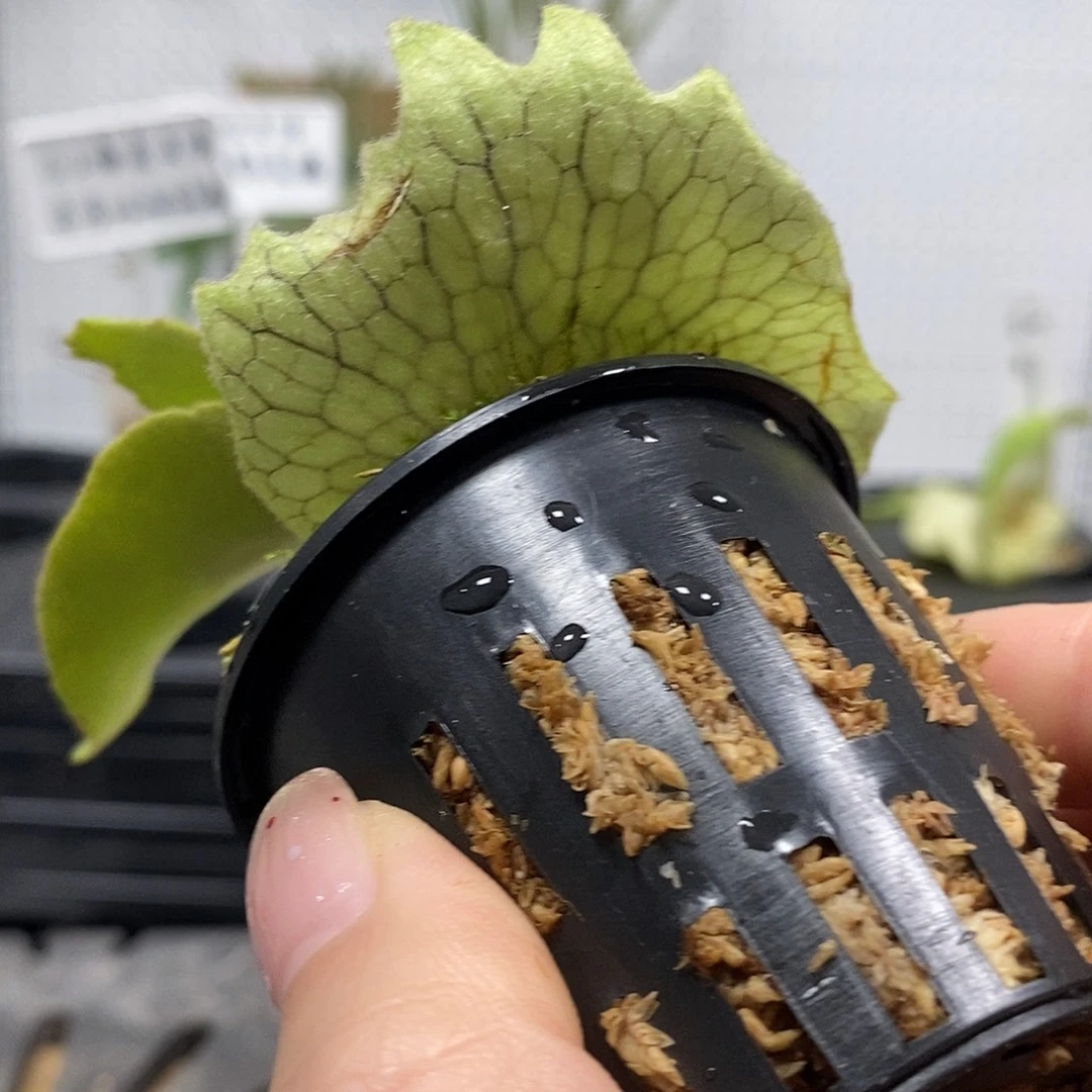 无花朵澳银鹿角蕨