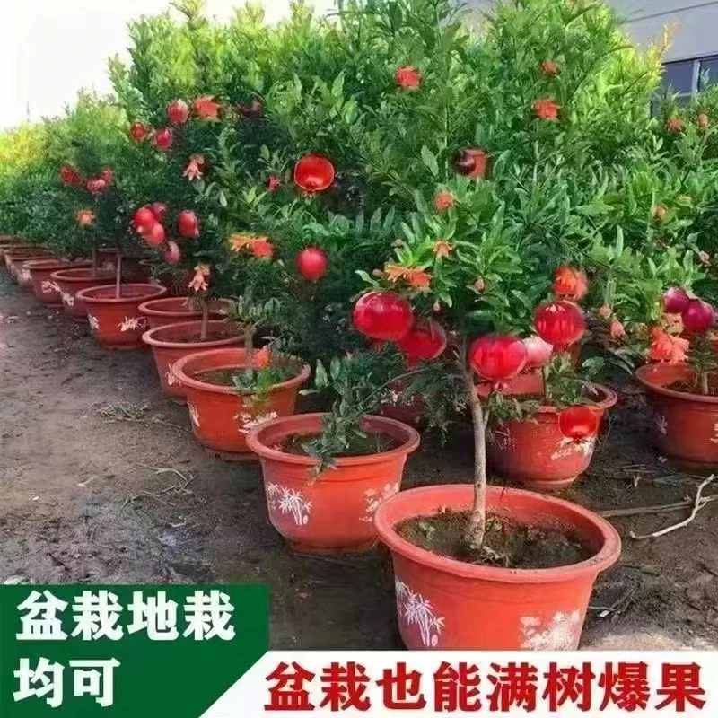 石榴树苗突尼斯软籽黑籽特大南北方种植地栽盆栽庭院当年结果树苗