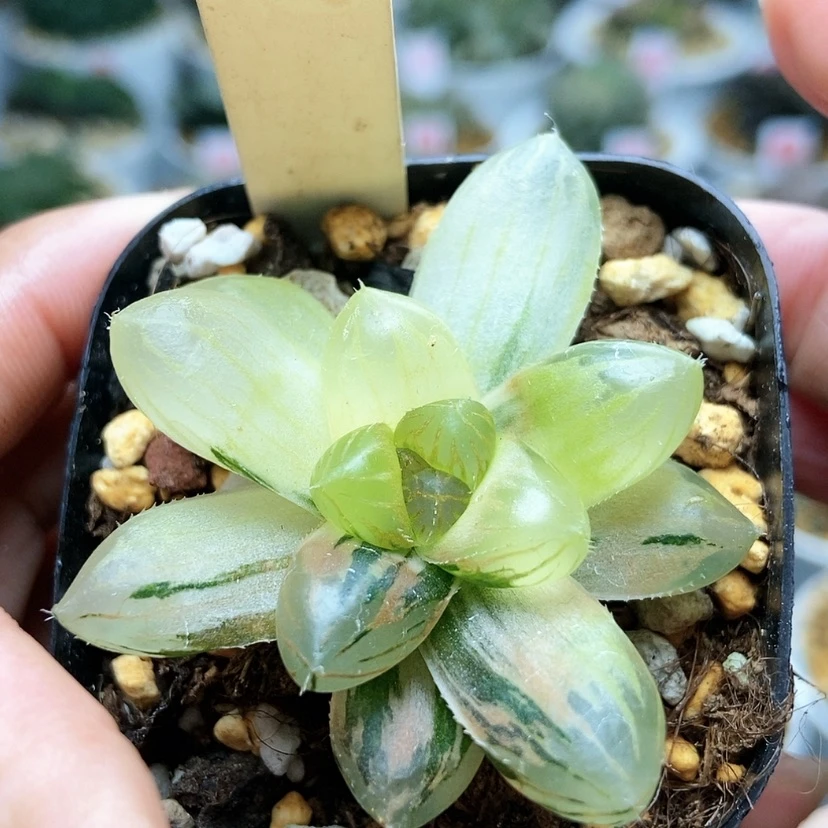【闪购商品】龙爪锦96