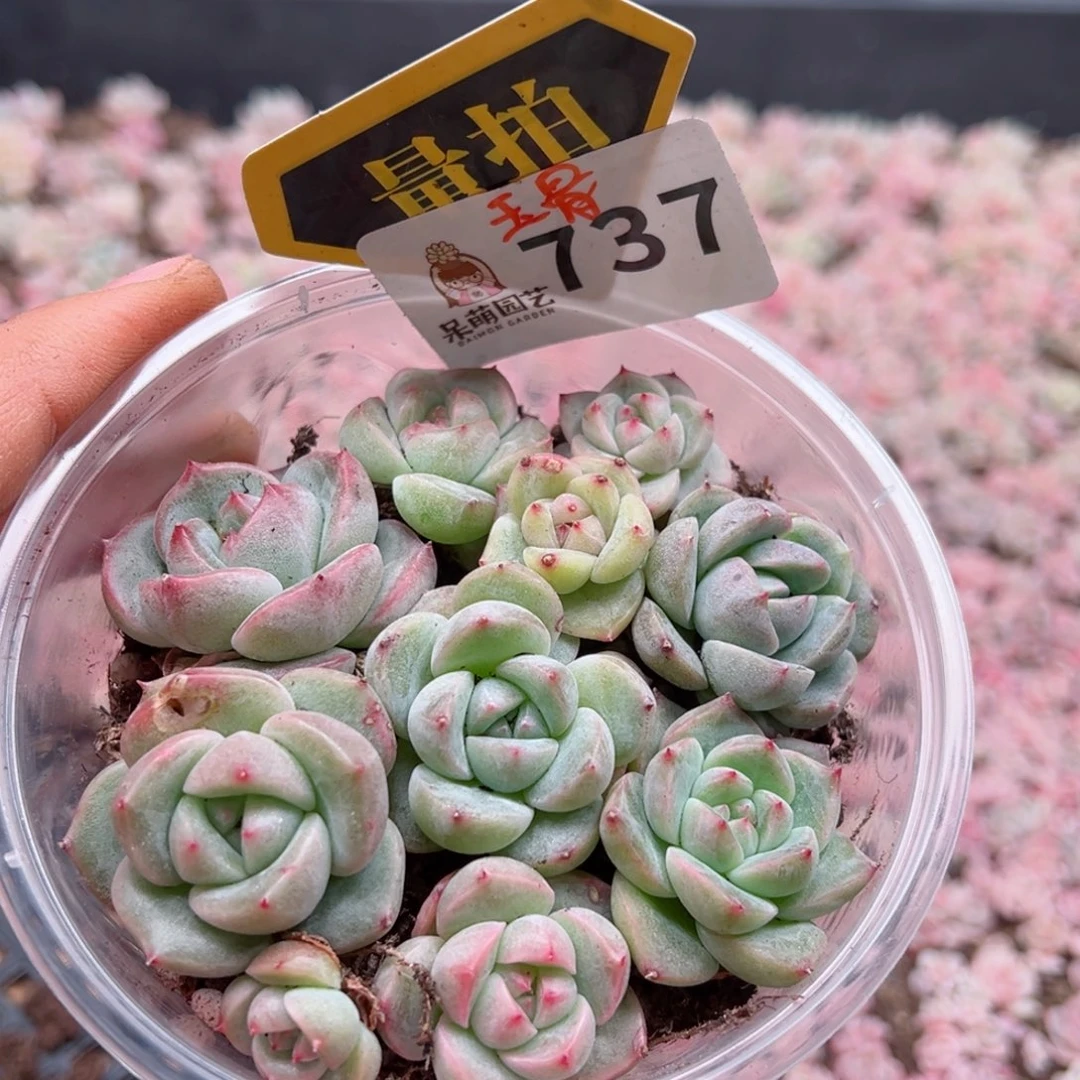 多肉植物多肉植物