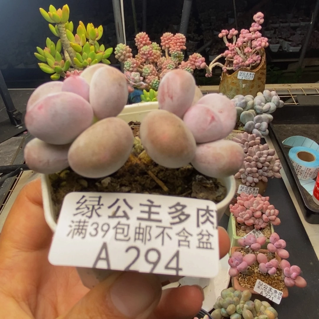 294糖豆奶多肉4cm