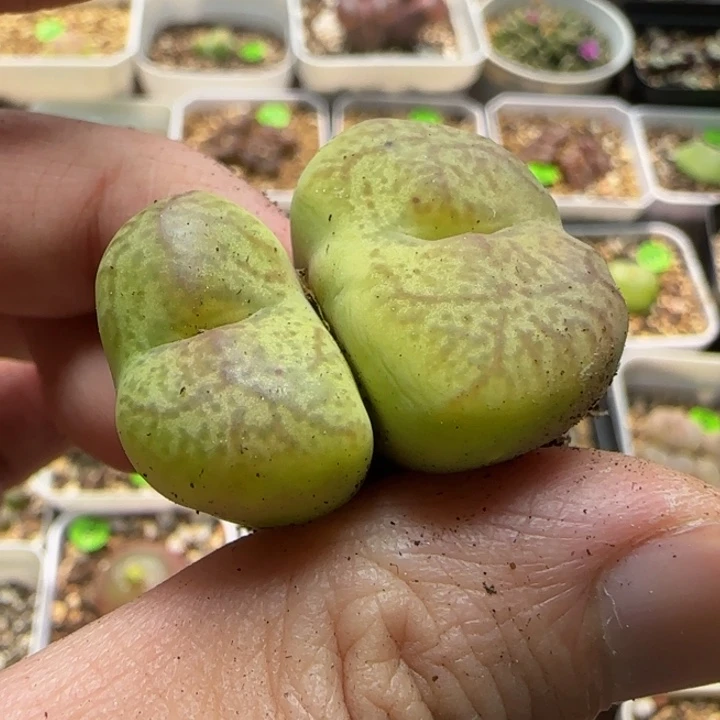 杂交漂亮多肉植物213