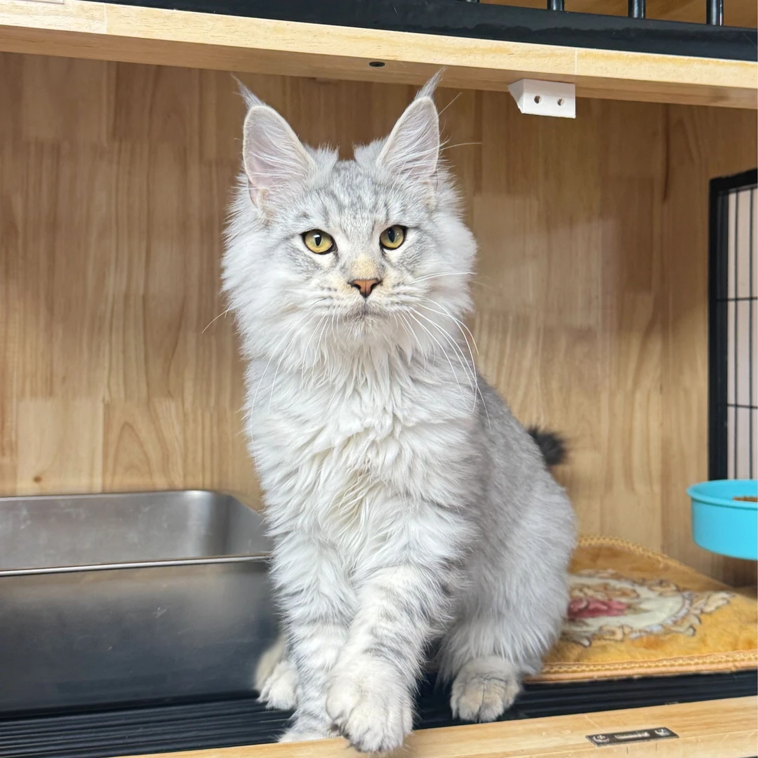 来了姊妹-银虎斑缅因猫 弟弟 J15