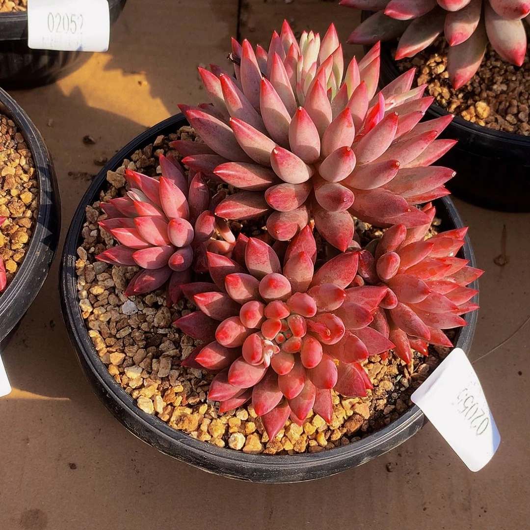 米****   虞美人多肉02055