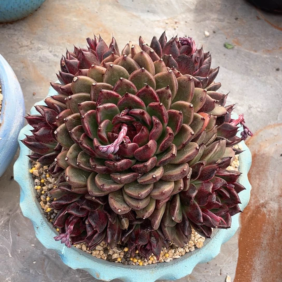 謊****听多肉植物一物一拍