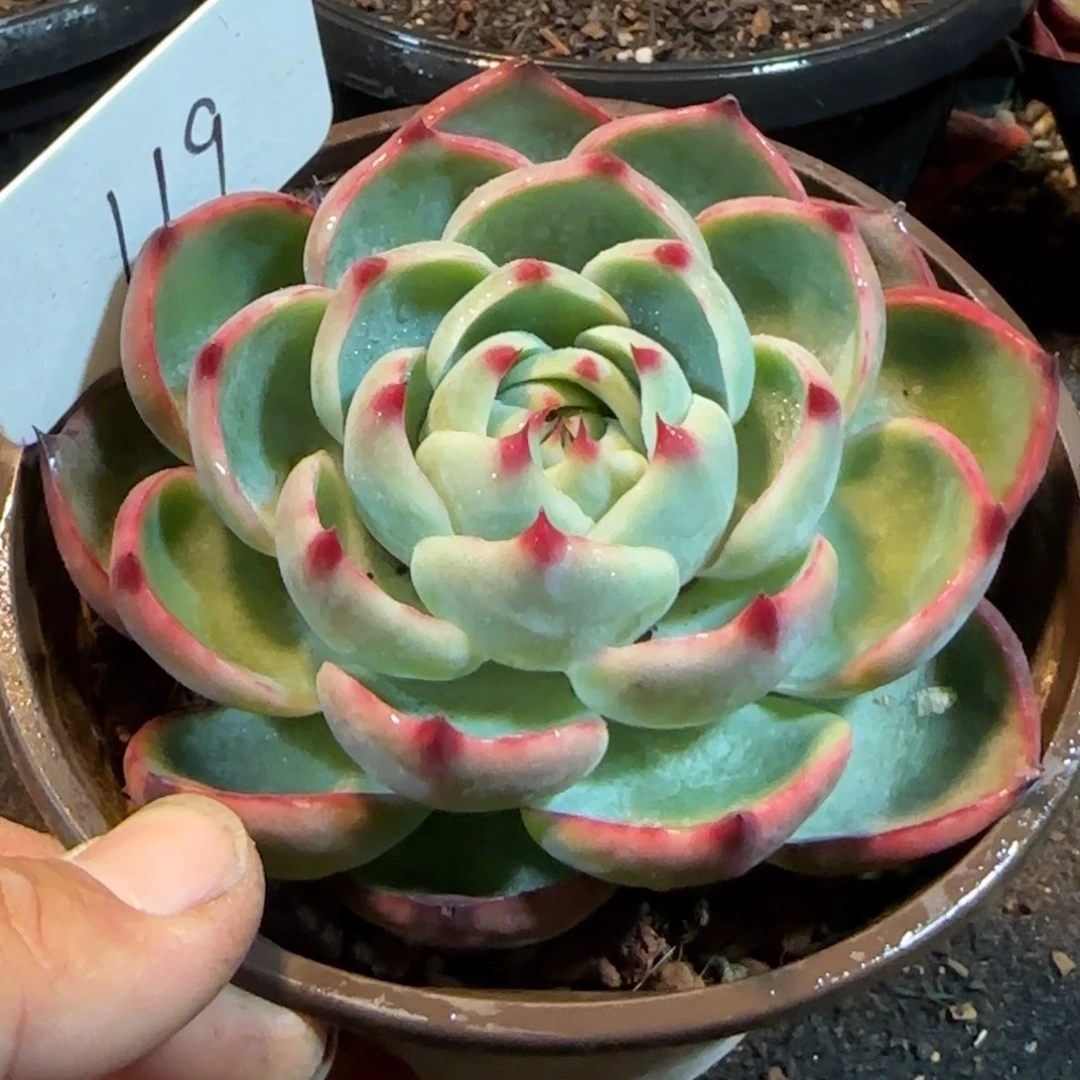 玫瑰惊鸿一物一拍包装收缩花旱119