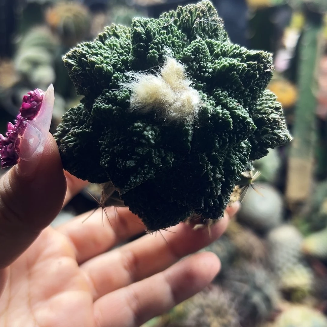 牡丹仙人球1111111