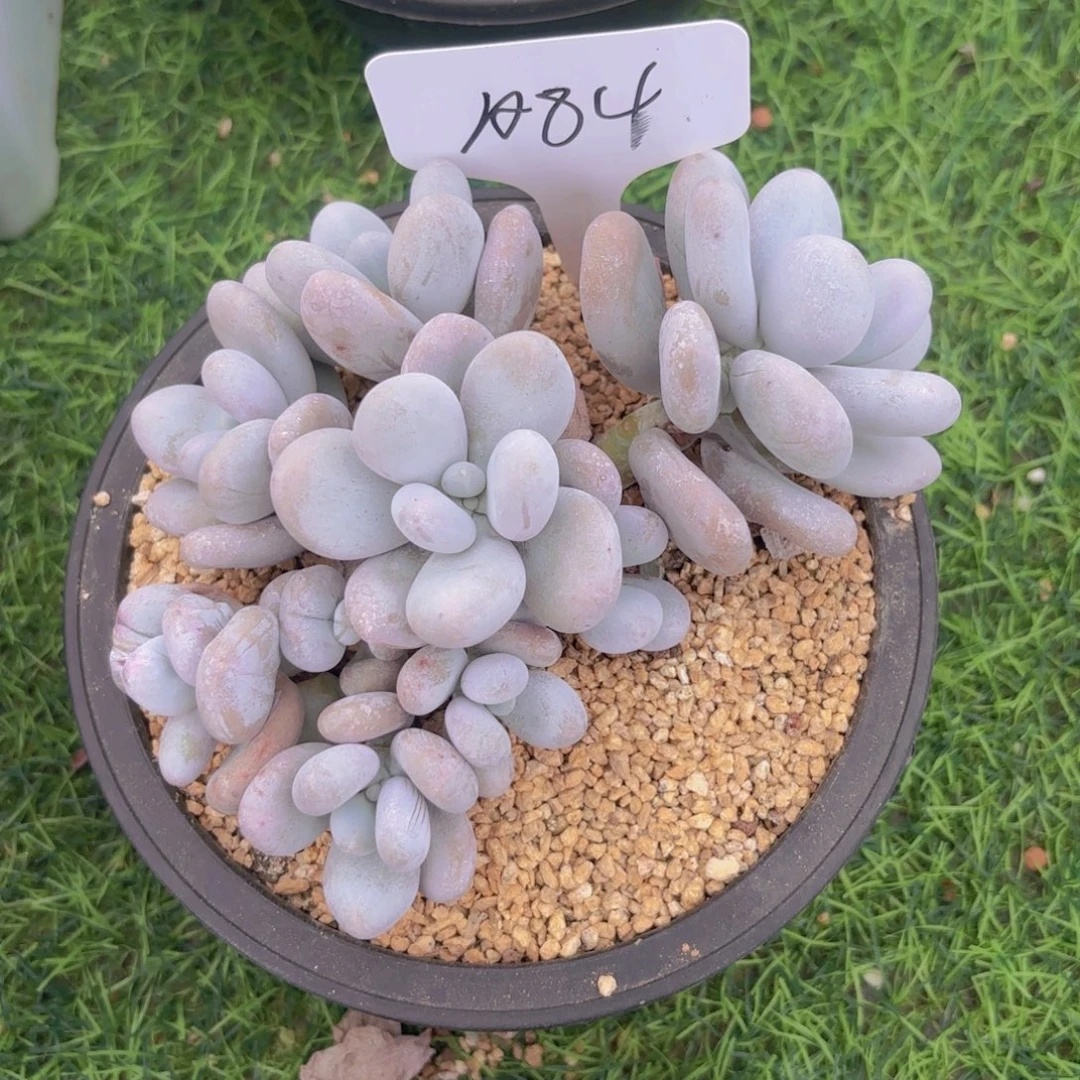我***扬我的小可爱们都好可爱