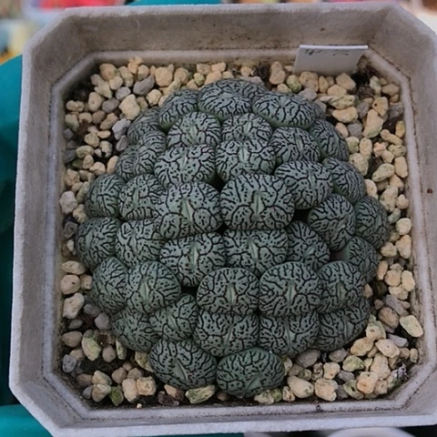 多肉肉锥 40头 墨小锥