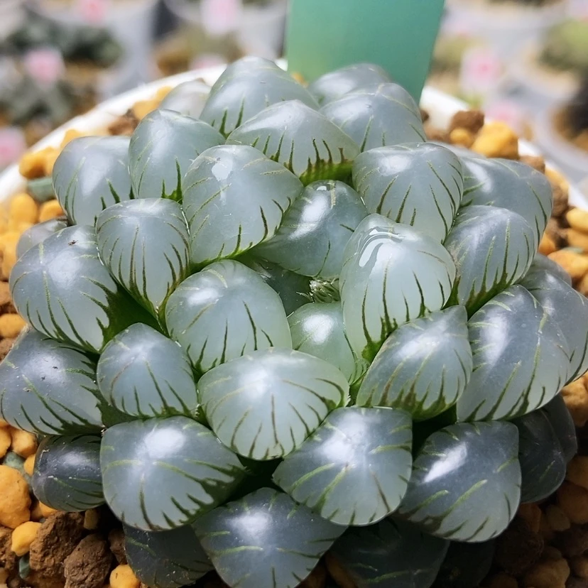 【闪购商品】冰灯21