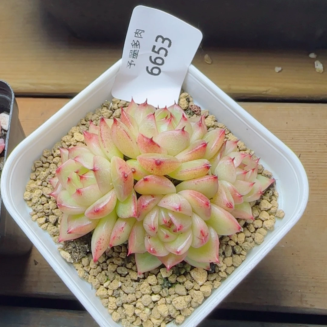 孤品珍妮，6653多肉植物