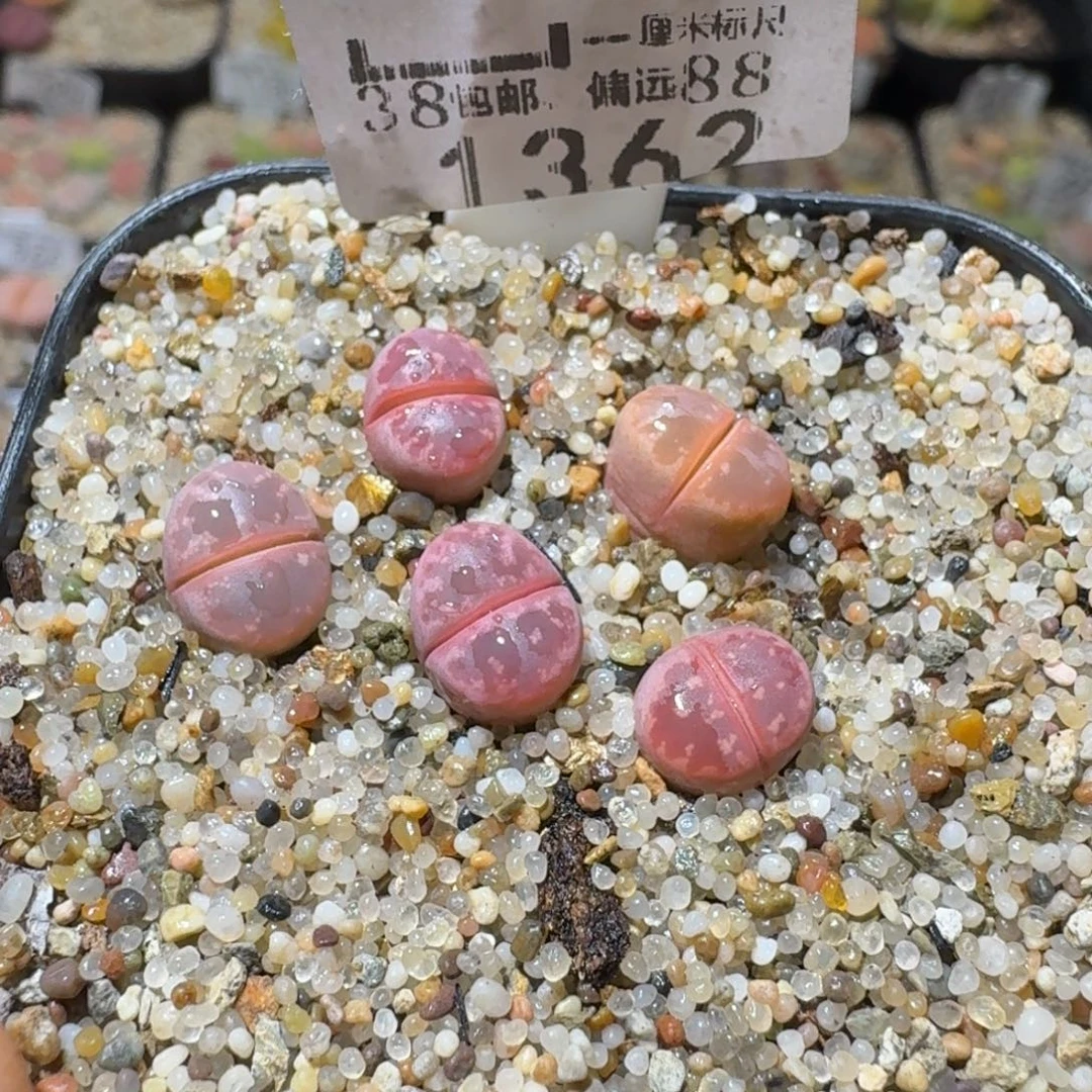 Sss清仓便宜了1362