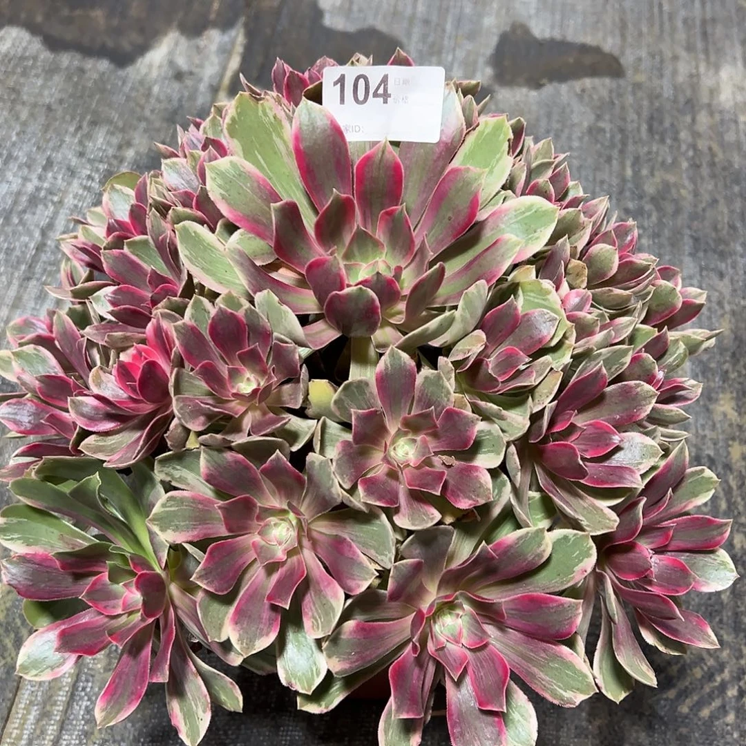 104浣纱多肉法师植物